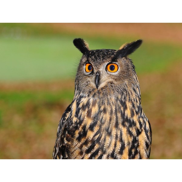 Gufo 5d Diy Kit Diamond Painting Pittura Di Diamante NO1549