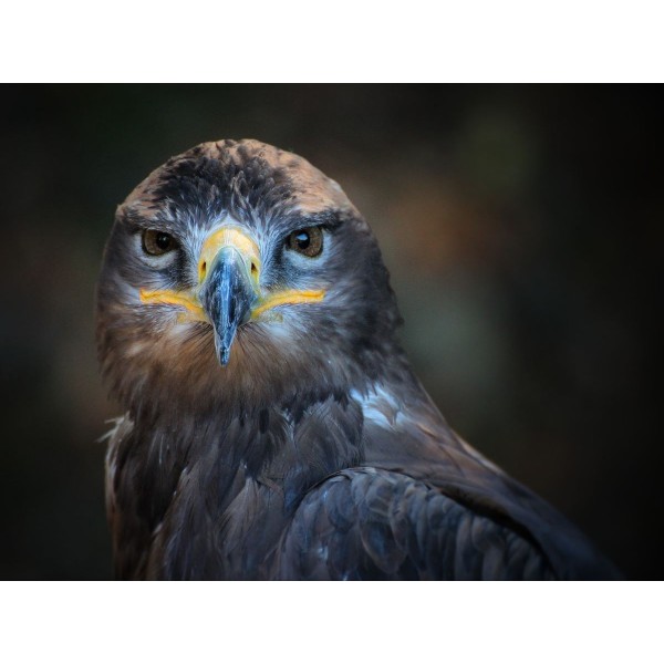 Gufo 5d Diy Kit Diamond Painting Pittura Di Diamante NO1548