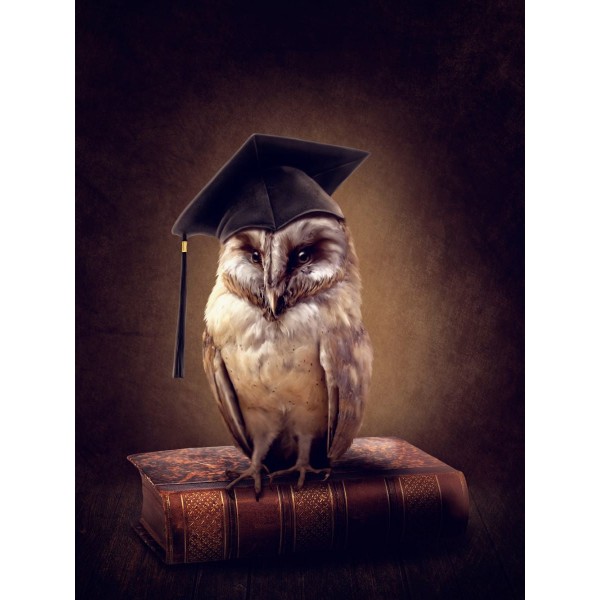 Gufo 5d Diy Kit Diamond Painting Pittura Di Diamante NO1536