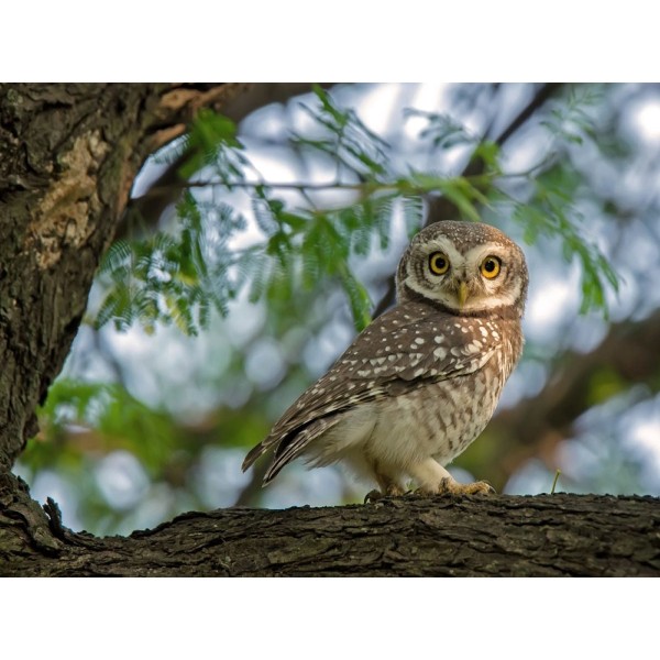 Gufo 5d Diy Kit Diamond Painting Pittura Di Diamante NO1529