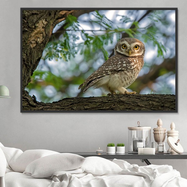 Gufo 5d Diy Kit Diamond Painting Pittura Di Diamante NO1529