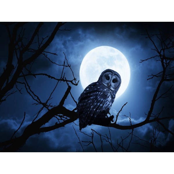 Gufo 5d Diy Kit Diamond Painting Pittura Di Diamante NO1527