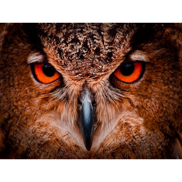 Gufo 5d Diy Kit Diamond Painting Pittura Di Diamante NO1526