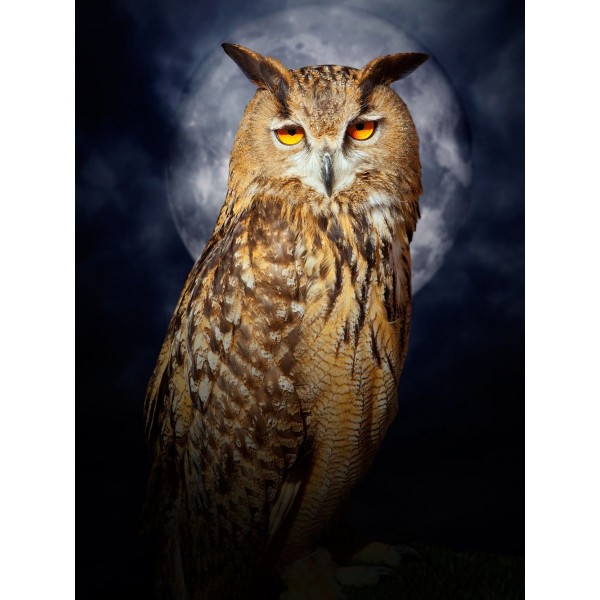 Gufo 5d Diy Kit Diamond Painting Pittura Di Diamante NO1523