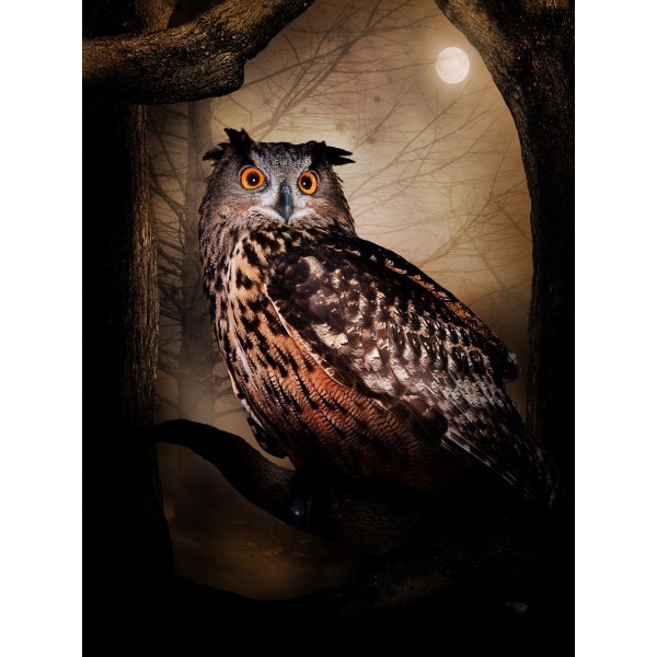 Gufo 5d Diy Kit Diamond Painting Pittura Di Diamante NO1522