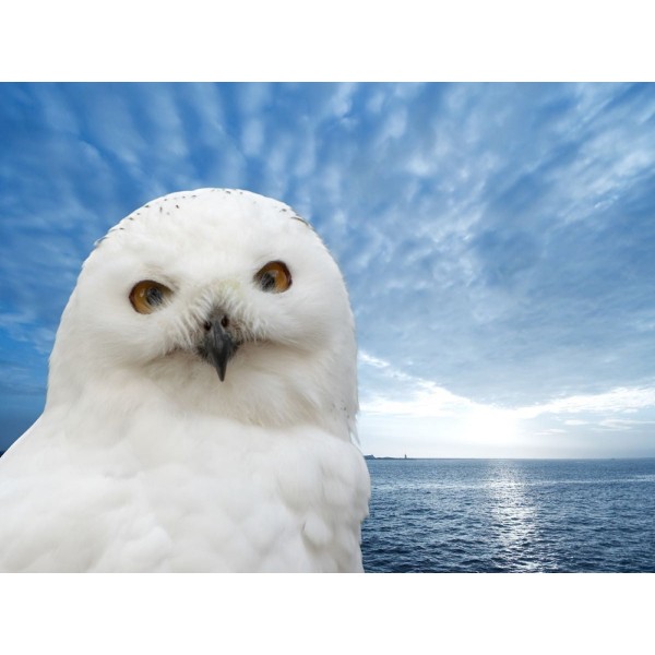 Gufo 5d Diy Kit Diamond Painting Pittura Di Diamante NO1521