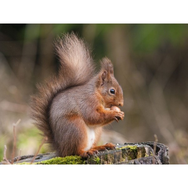 Scoiattolo 5d Diy Kit Diamond Painting Pittura Di Diamante NO1450