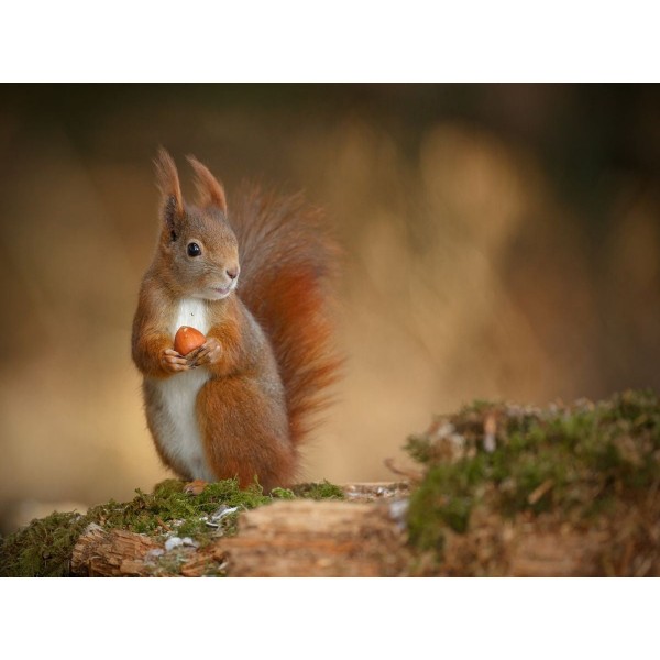 Scoiattolo 5d Diy Kit Diamond Painting Pittura Di Diamante NO1449