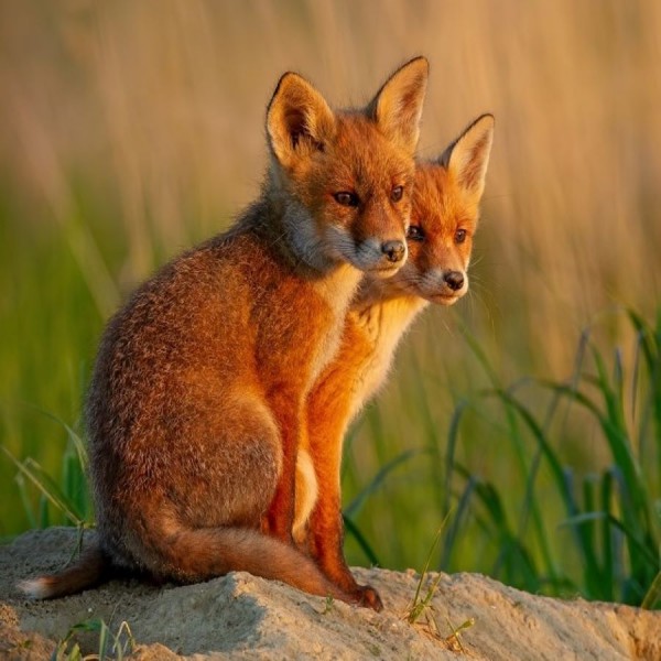 Volpe 5d Diy Kit Diamond Painting Pittura Di Diamante NO1433