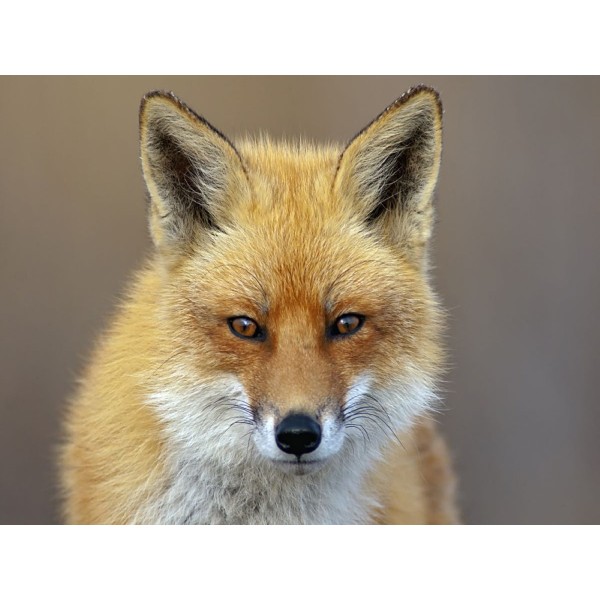 Volpe 5d Diy Kit Diamond Painting Pittura Di Diamante NO1432