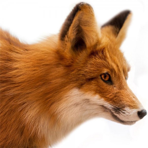 Volpe 5d Diy Kit Diamond Painting Pittura Di Diamante NO1431