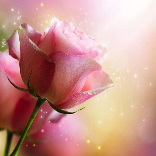 Rose 5d Diy Kit Diamond Painting Pittura Di Diamante NO1376