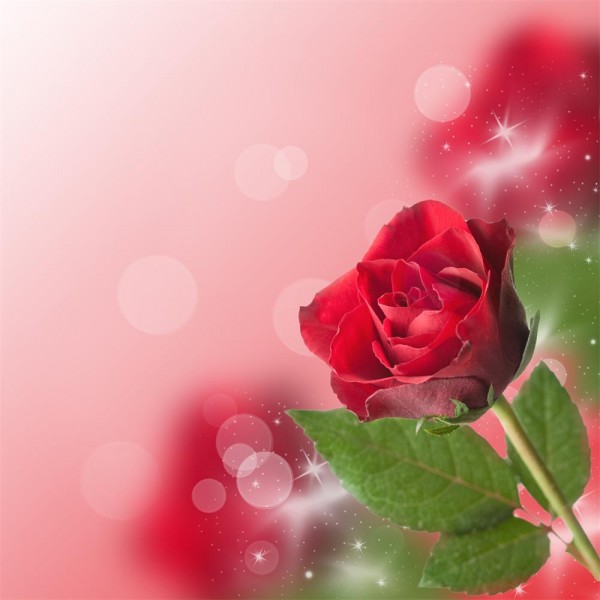 Rose 5d Diy Kit Diamond Painting Pittura Di Diamante NO1375