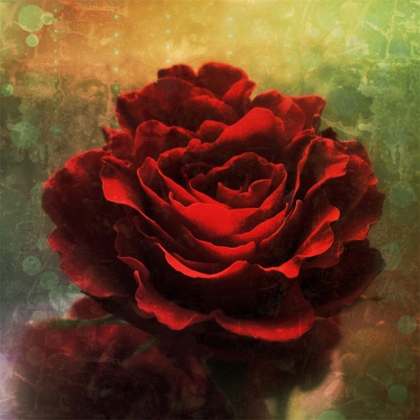 Rose 5d Diy Kit Diamond Painting Pittura Di Diamante NO1372