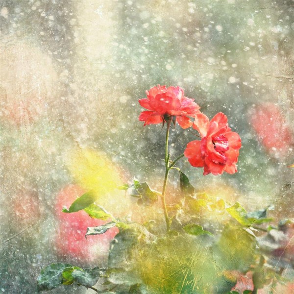 Rose 5d Diy Kit Diamond Painting Pittura Di Diamante NO1365