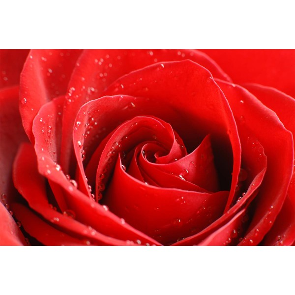 Rose 5d Diy Kit Diamond Painting Pittura Di Diamante NO1364