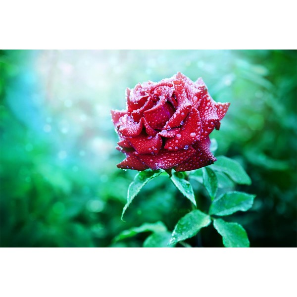 Rose 5d Diy Kit Diamond Painting Pittura Di Diamante NO1360