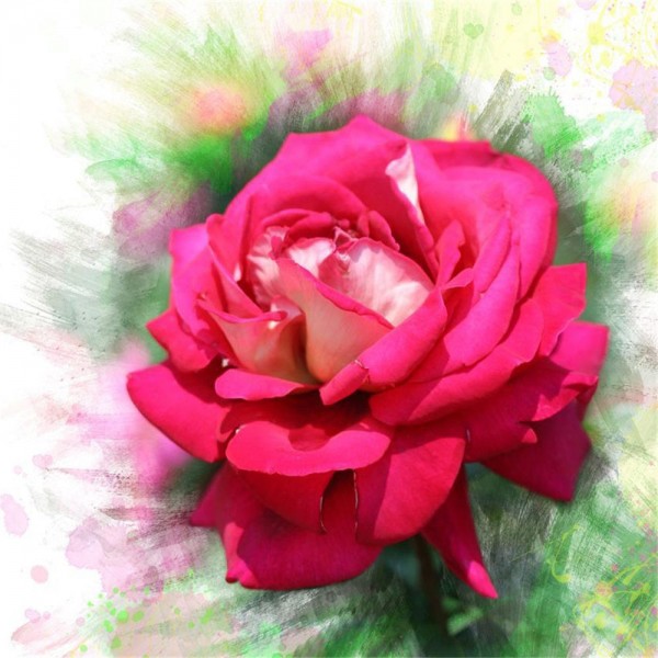 Rose 5d Diy Kit Diamond Painting Pittura Di Diamante NO1359