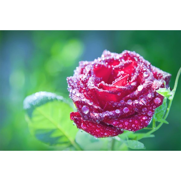 Rose 5d Diy Kit Diamond Painting Pittura Di Diamante NO1358