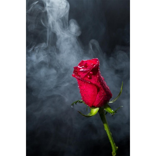 Rose 5d Diy Kit Diamond Painting Pittura Di Diamante NO1356