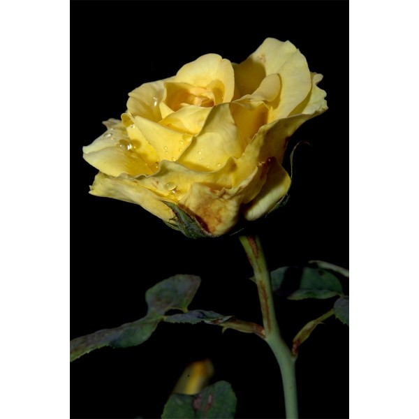 Rose 5d Diy Kit Diamond Painting Pittura Di Diamante NO1355