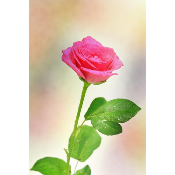 Rose 5d Diy Kit Diamond Painting Pittura Di Diamante NO1354