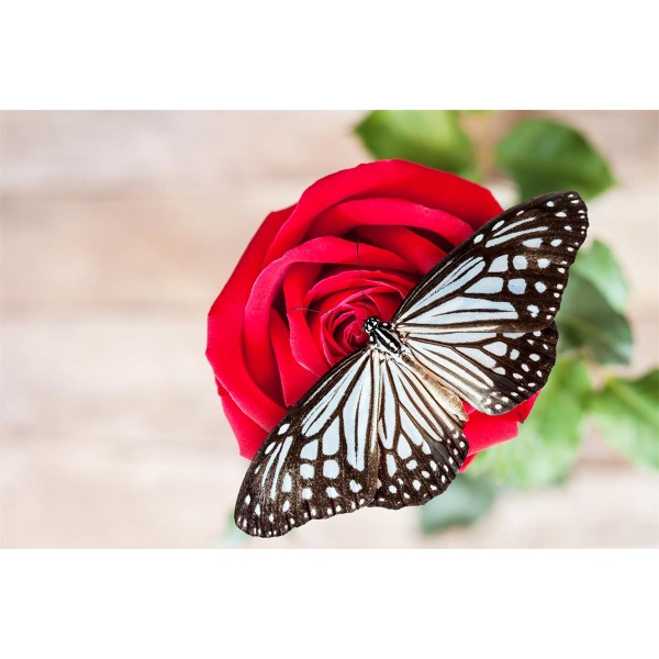 Rose 5d Diy Kit Diamond Painting Pittura Di Diamante NO1353