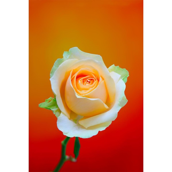 Rose 5d Diy Kit Diamond Painting Pittura Di Diamante NO1352