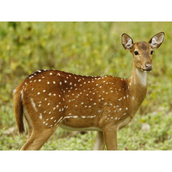 Cervo 5d Diy Kit Diamond Painting Pittura Di Diamante NO715