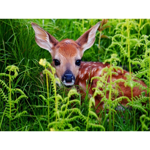 Cervo 5d Diy Kit Diamond Painting Pittura Di Diamante NO711