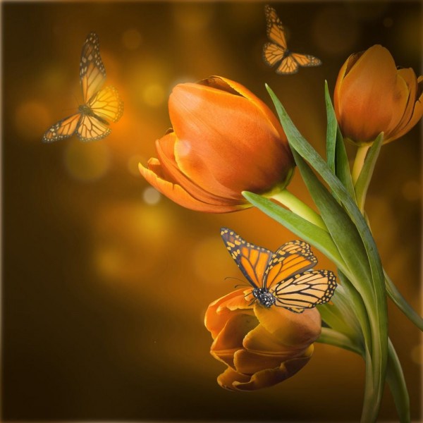 Farfalla 5d Diy Kit Diamond Painting Pittura Di Diamante NO636