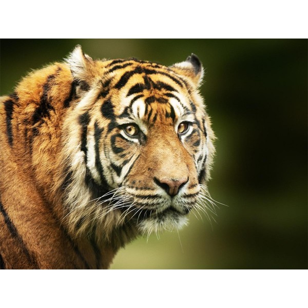 Tigre 5d Diy Kit Diamond Painting Pittura Di Diamante NO590