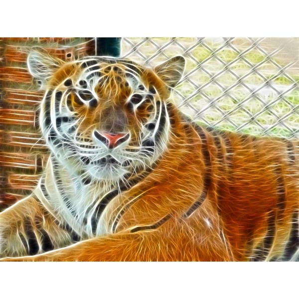 Tigre 5d Diy Kit Diamond Painting Pittura Di Diamante NO583
