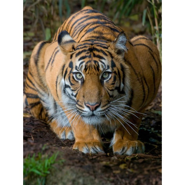 Tigre 5d Diy Kit Diamond Painting Pittura Di Diamante NO581