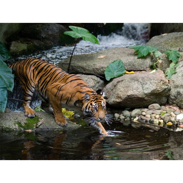 Tigre 5d Diy Kit Diamond Painting Pittura Di Diamante NO580