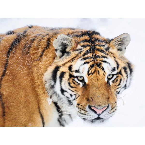 Tigre 5d Diy Kit Diamond Painting Pittura Di Diamante NO579