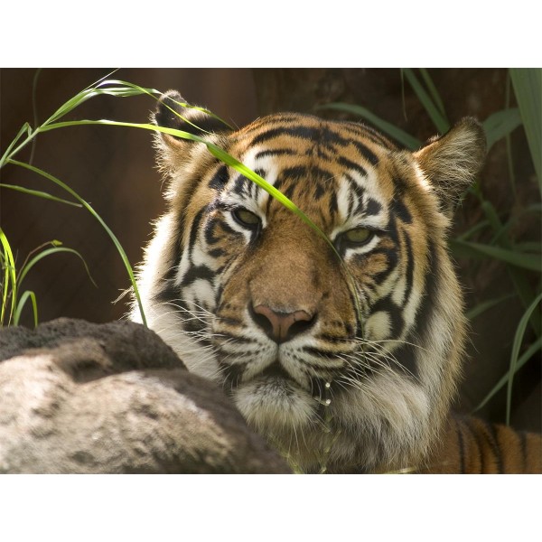 Tigre 5d Diy Kit Diamond Painting Pittura Di Diamante NO578