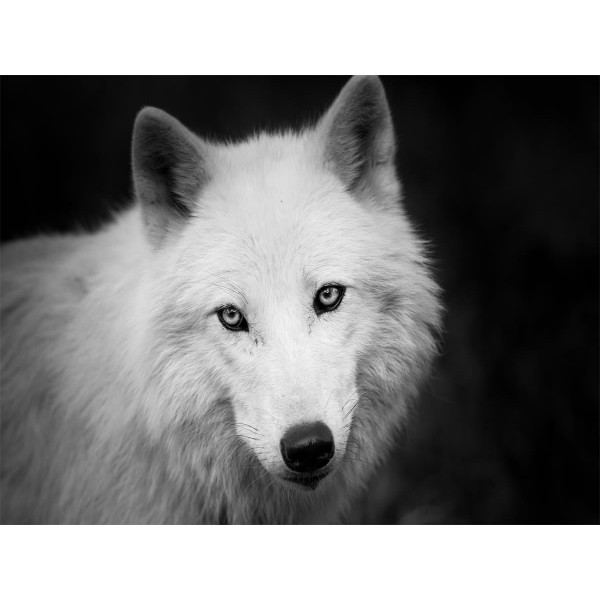 Lupo 5d Diy Kit Diamond Painting Pittura Di Diamante NO566