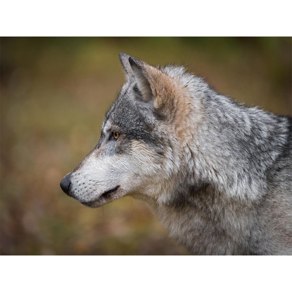 Lupo 5d Diy Kit Diamond Painting Pittura Di Diamante NO563