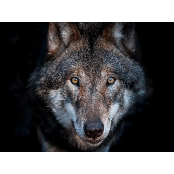 Lupo 5d Diy Kit Diamond Painting Pittura Di Diamante NO562