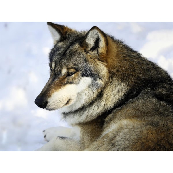 Lupo 5d Diy Kit Diamond Painting Pittura Di Diamante NO555