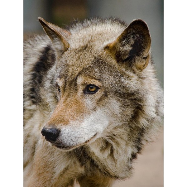 Lupo 5d Diy Kit Diamond Painting Pittura Di Diamante NO548