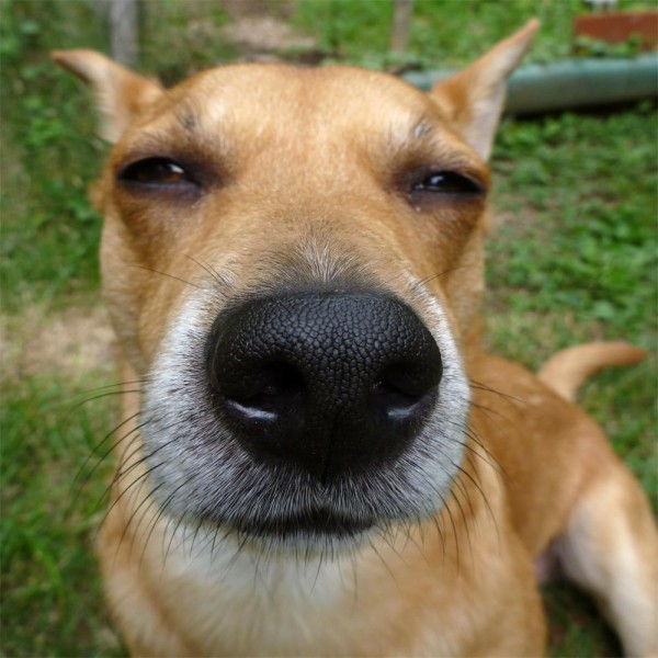 Cani 5d Diy Kit Diamond Painting Pittura Di Diamante NO486