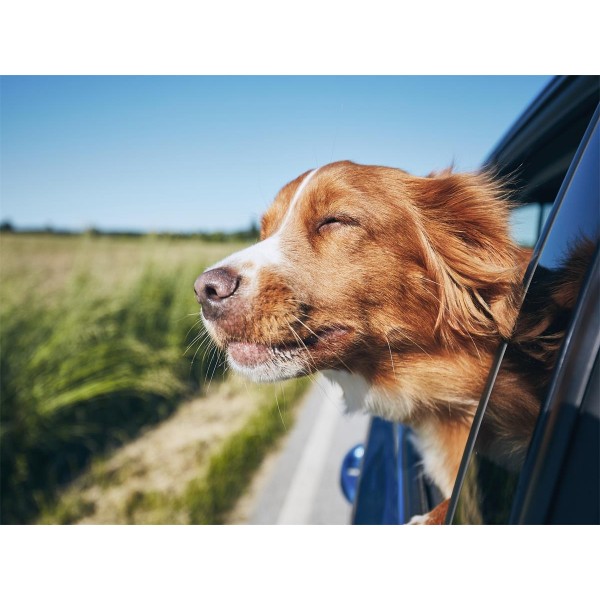 Cani 5d Diy Kit Diamond Painting Pittura Di Diamante NO477