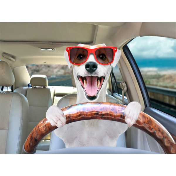 Cani 5d Diy Kit Diamond Painting Pittura Di Diamante NO476