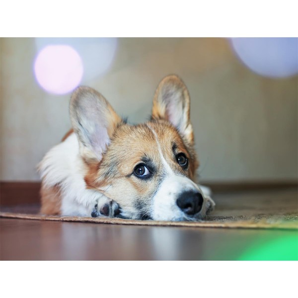 Cani 5d Diy Kit Diamond Painting Pittura Di Diamante NO473