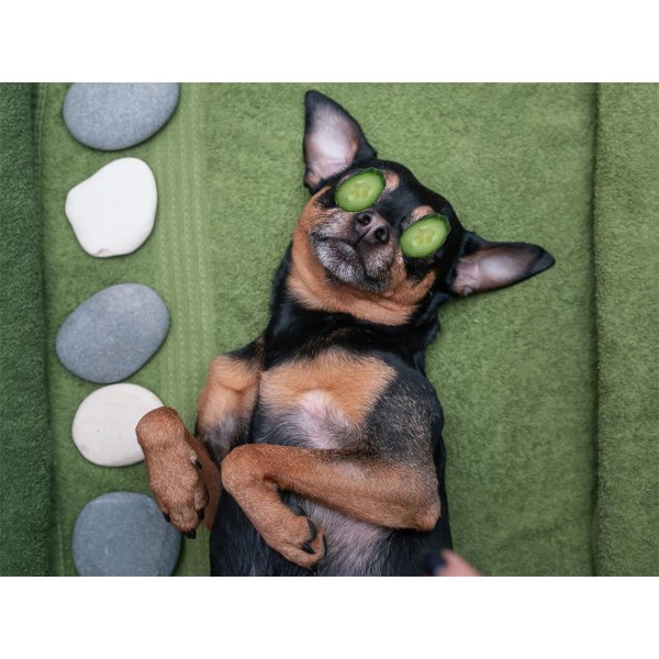 Cani 5d Diy Kit Diamond Painting Pittura Di Diamante NO472