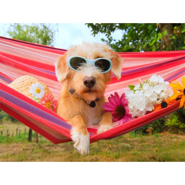 Cani 5d Diy Kit Diamond Painting Pittura Di Diamante NO471