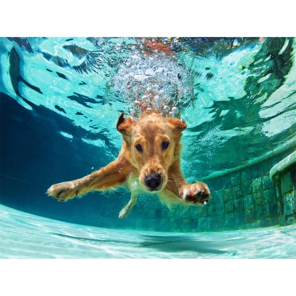 Cani 5d Diy Kit Diamond Painting Pittura Di Diamante NO466