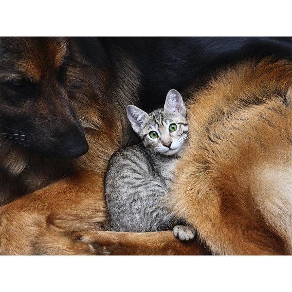 Cani 5d Diy Kit Diamond Painting Pittura Di Diamante NO464